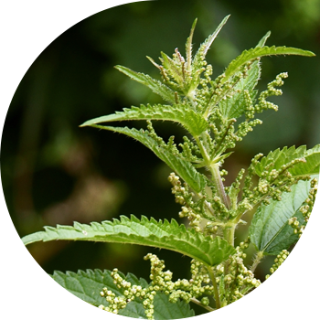 Қалақай екіжақты