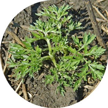 Кәдімгі жусан