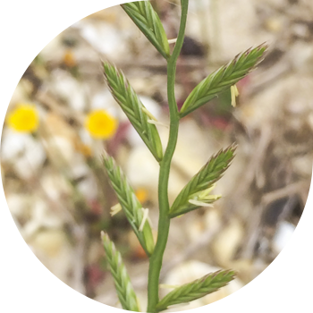 Көп түсті тоқылған