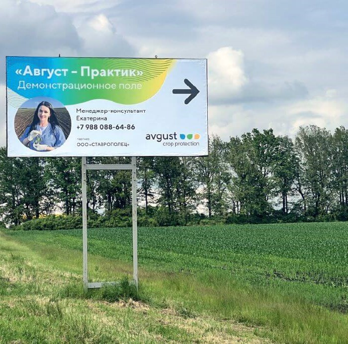 Кукуруза без сорняков