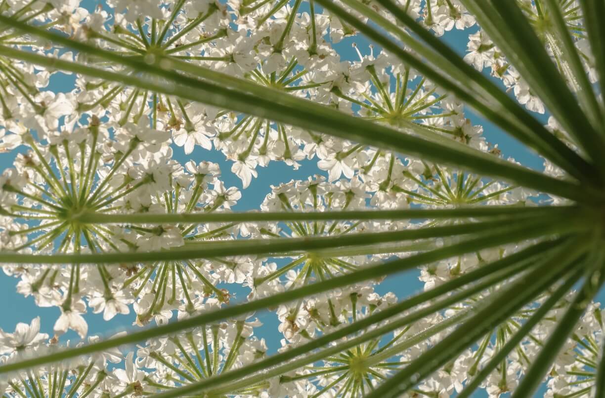 Заңсыз хогвид: қауіпті арамшөптің алдын алуға не кедергі