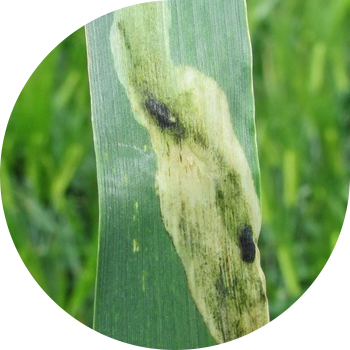 Арпа өндірушісі