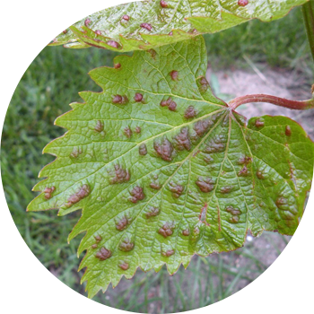 Жүзім киіз кенесі