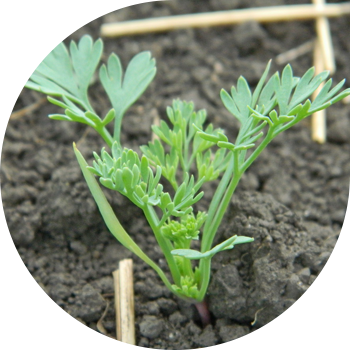 Шлейхердің Түтіні