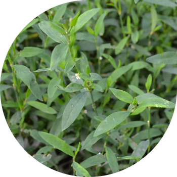 Таулы құс (түйін), бүйрек, өрескел