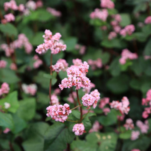 Зерновые                        <span class=