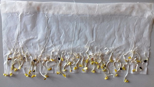 Тирада&nbsp;&mdash; фунгицидный мастер