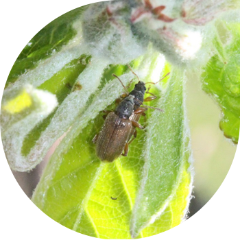 Ұзын жапырақты арамшөп