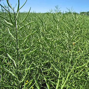 Рентабельный рапс