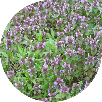 Яснотка (сабақты, күлгін)