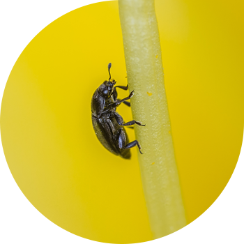 Рапс гүл қоңызы