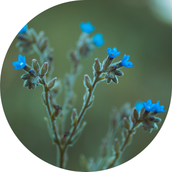 Асперуга (құрт) простерата