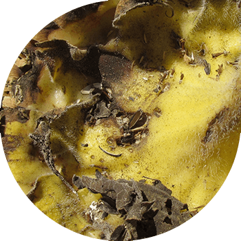 Күнбағыс себеттерінің құрғақ шірігі