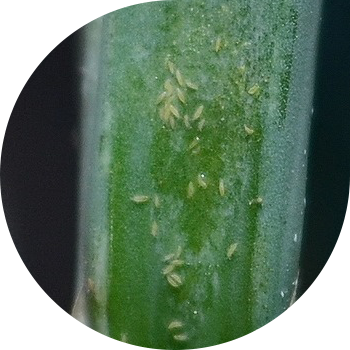 Темекі (пияз) трипсі