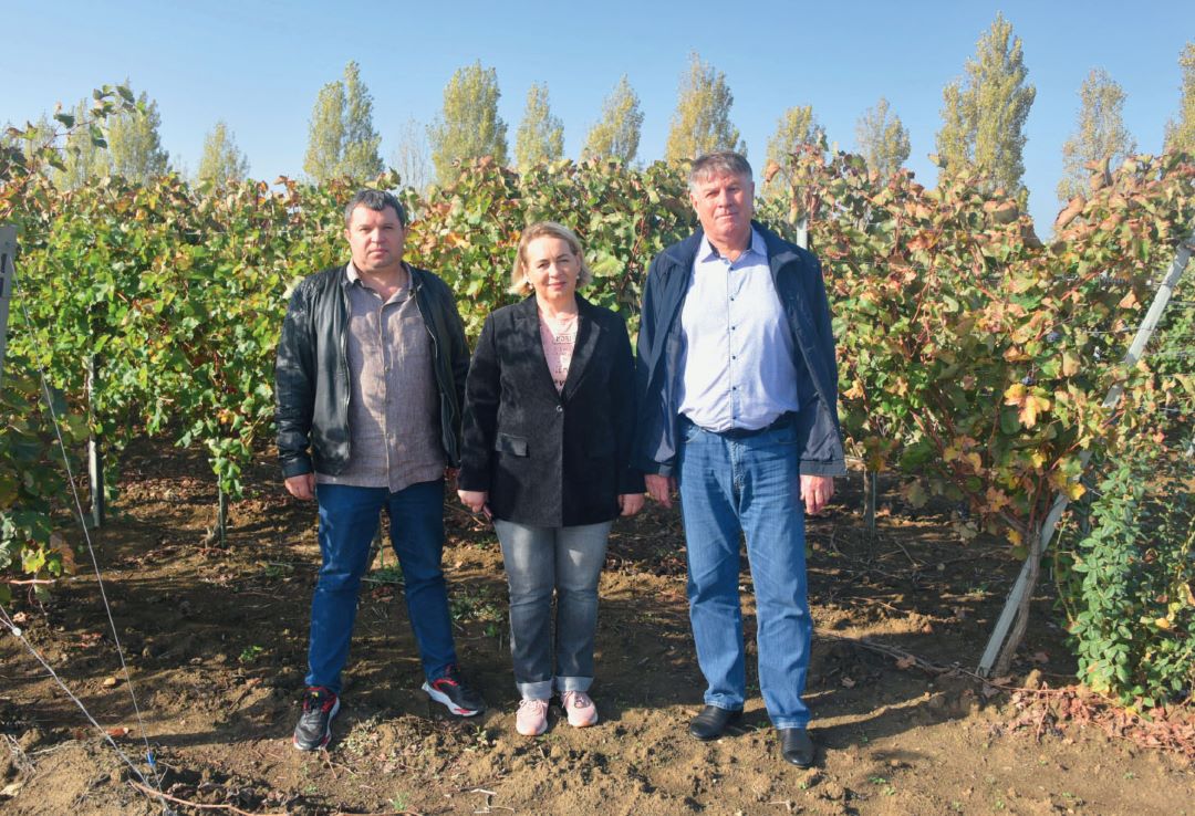 Защищаем виноград