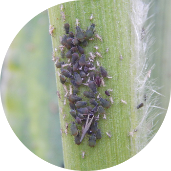 Дәнді тли (кәдімгі дәнді тли, үлкен дәнді тли, арпа тли, құс шие-дәнді тли)