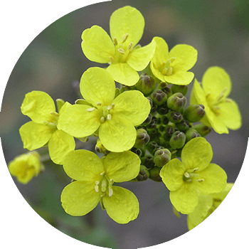 Дала қырыққабаты