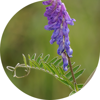 Тышқан бұршақ