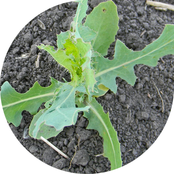 Жабайы латук салаты, компас