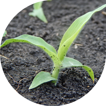 Тары (шаш тәрізді, жоғарғы түсті)