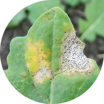 Рапс фомозы