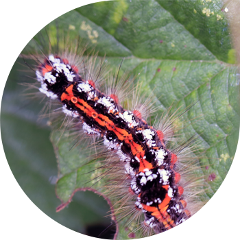 Алтын құйрық