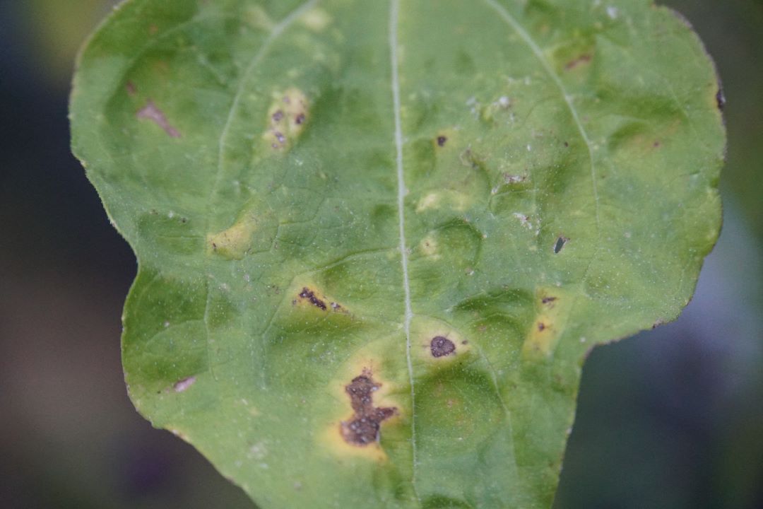 Күнбағыс септориясы