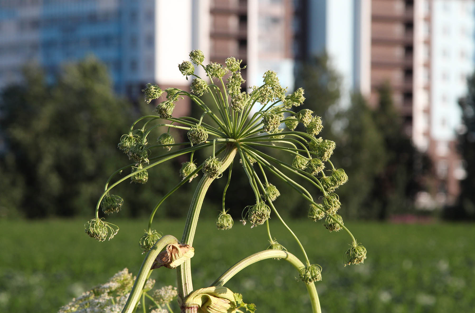 "Августа" гербицидтерімен екі сатылы емдеу елді мекендерде хогвидті жоюды жеделдетеді