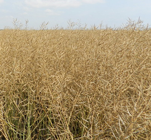 «Поле онлайн»: в&nbsp;борьбе с&nbsp;непогодой