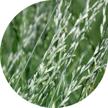 Көпжылдық (жайылымдық қара шөп)