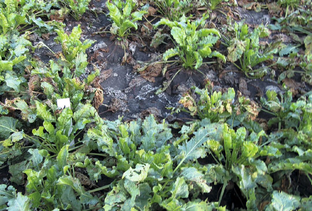 Как&nbsp;защитить сахарную свеклу от&nbsp;болезней?