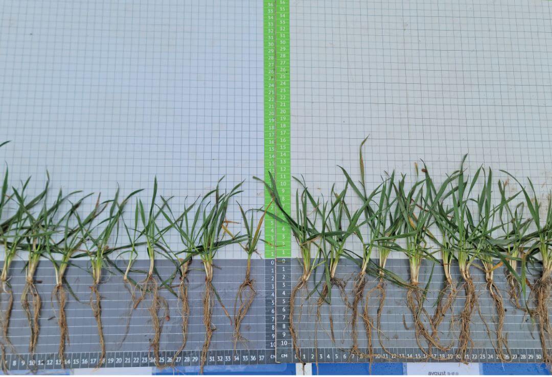 Байсайд&nbsp;&mdash; и&nbsp;можно сеять!