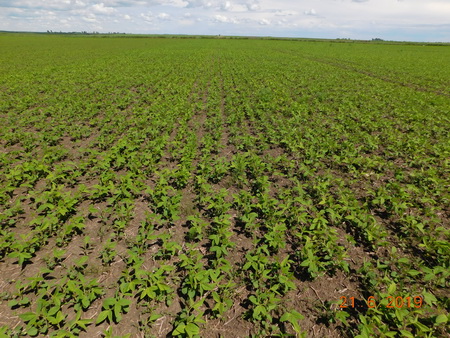 В&nbsp;2021&nbsp;году защитим сою <span class=