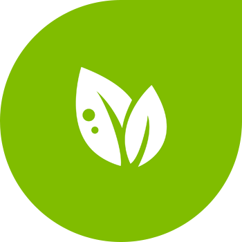 Жүгері антракнозы