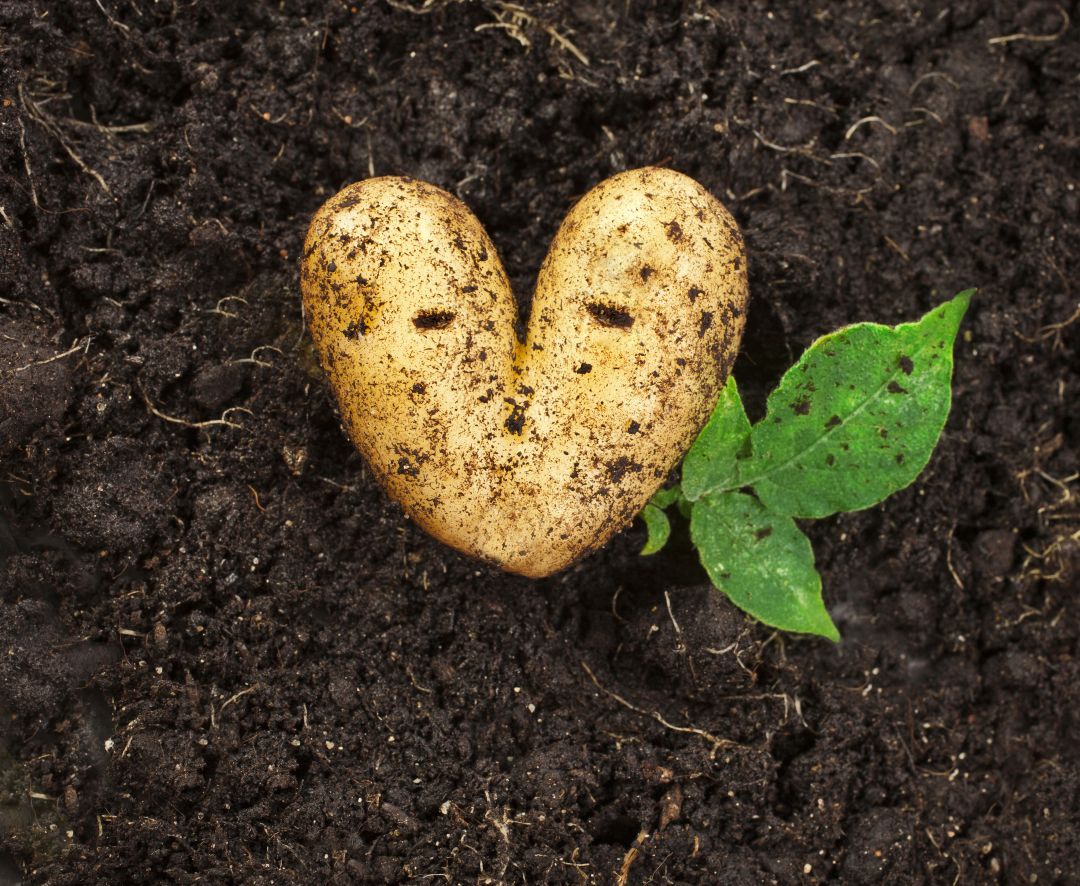 МатринБио-Органикалық егіншілікке арналған алғашқы" Августа " препараты