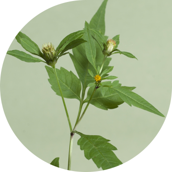 Үш бөлімнен тұратын серия