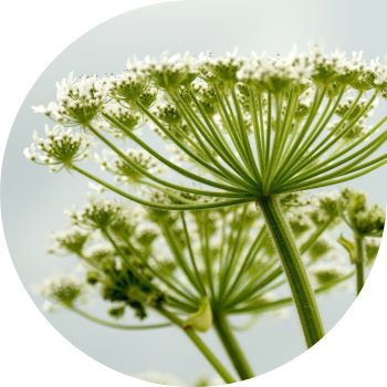 Сосновский Хогвид