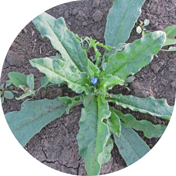 Далалық Кривоцвет