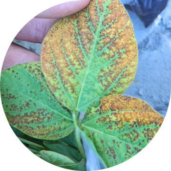 Сояның бұрыштық дақтары (өрт күйігі) 