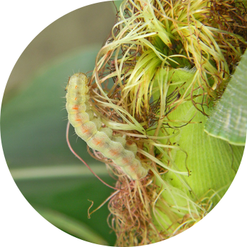 Мақта құрты