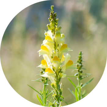 Кәдімгі зығыр