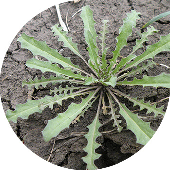 Сарғаю лакфеолы