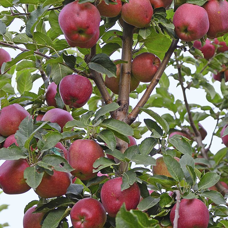 В&nbsp;саду и&nbsp;на&nbsp;поле