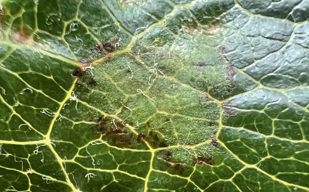 Сады под&nbsp;надежной защитой