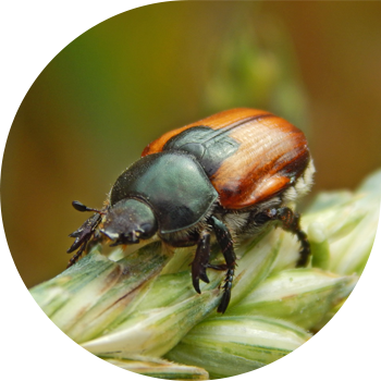 Кузка қоңызы