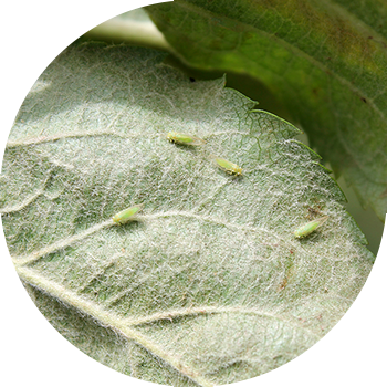 Алма медитациясы