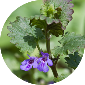 Шырмауық Будра