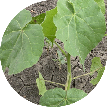 Теофраст Сым Арқан