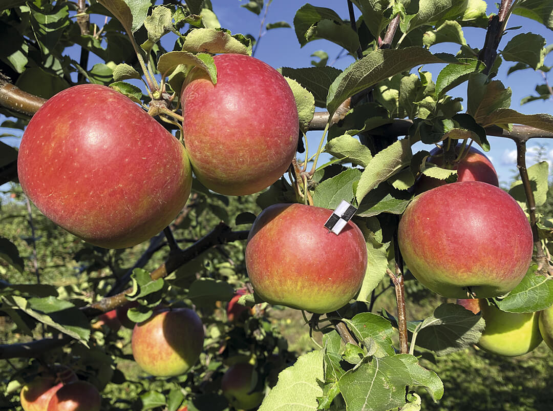 Нужны новые сорта!