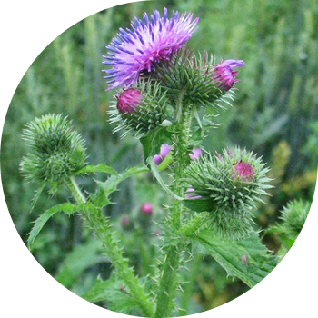 Ошаған, Ілмек, Термера (салбырап)